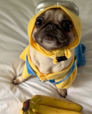Dougie